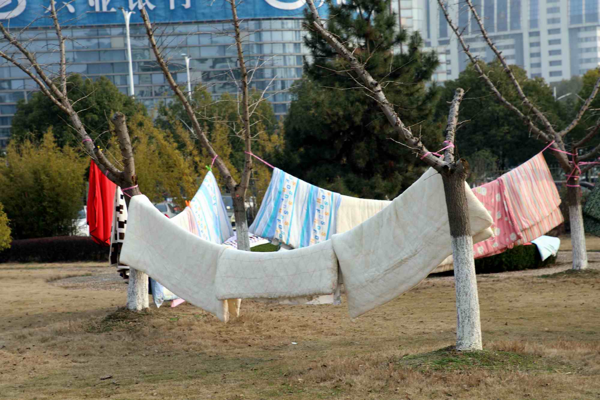 大学校园里到处都是晒衣服晒被的场景,校园的广场草坪上的树上已经挂