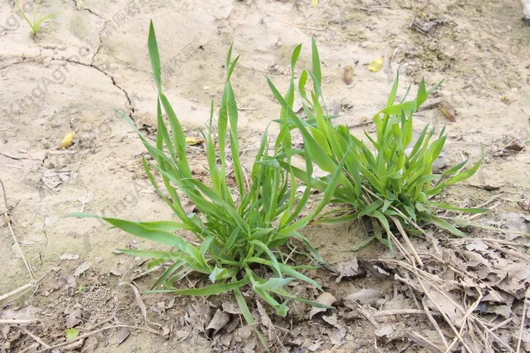 麦田鬼蜡烛怎么防除?掌握正确识别及高效用药技巧