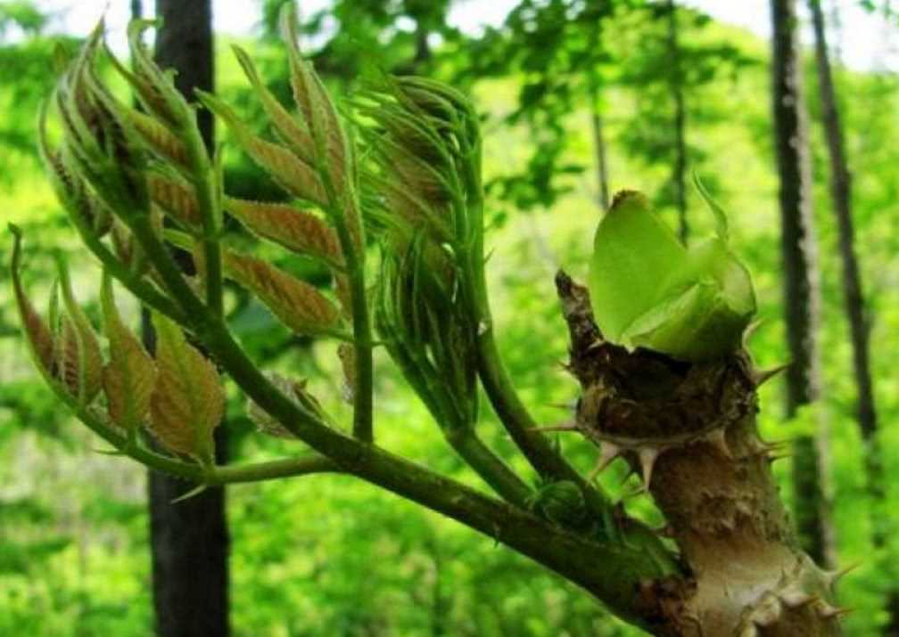 山野菜营养价值图片