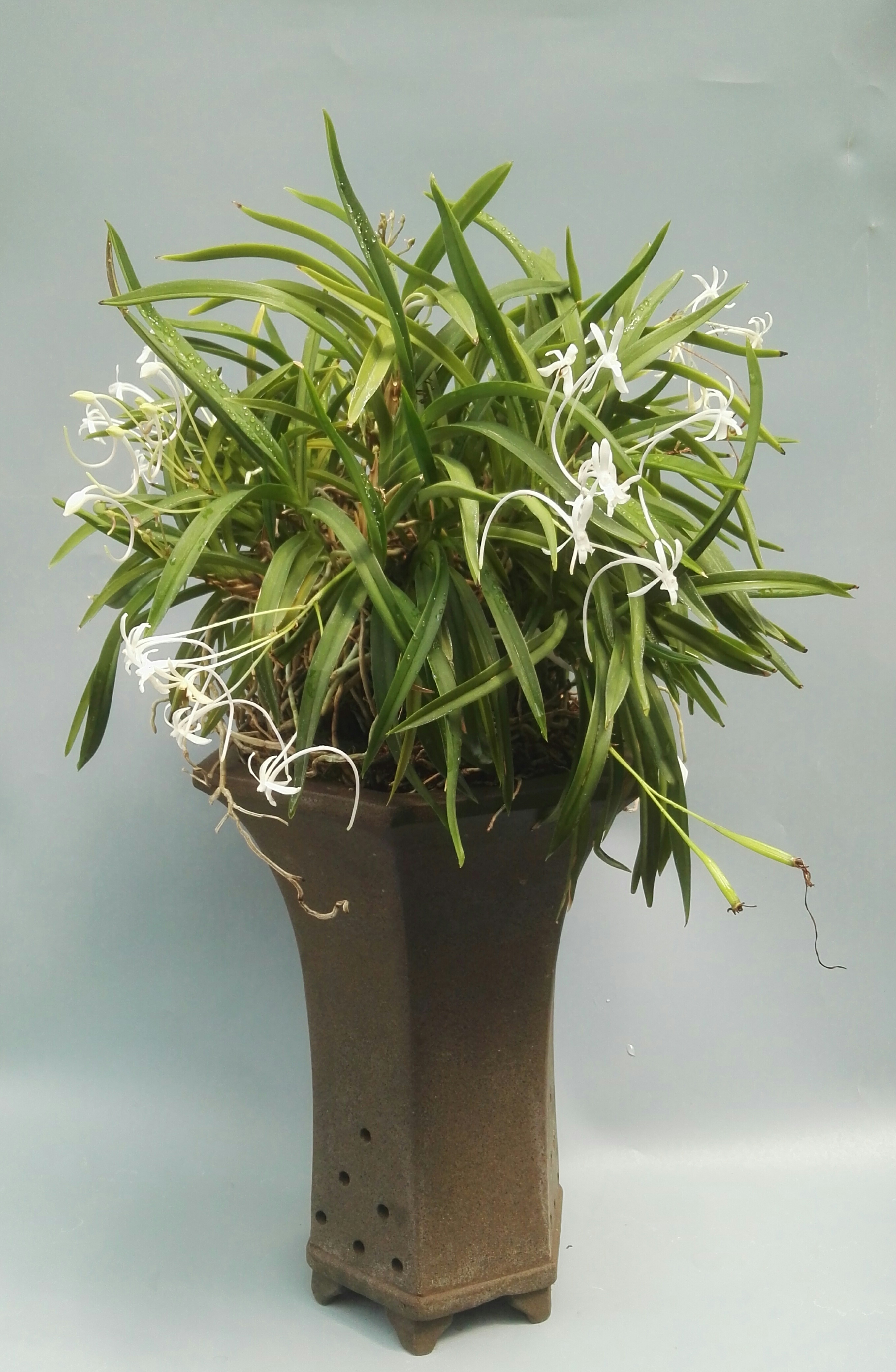 风靡亚洲的凤兰清香沁人,叶,根皆具观赏性,国内尚无真正玩儿家