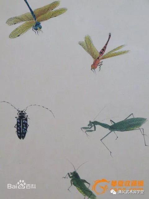 五虫与五行的关系