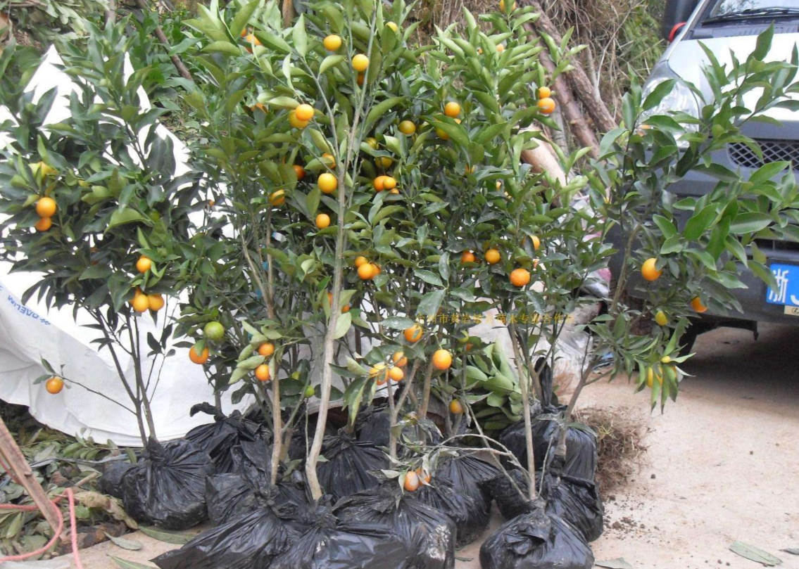 繁殖- 优质图片专区