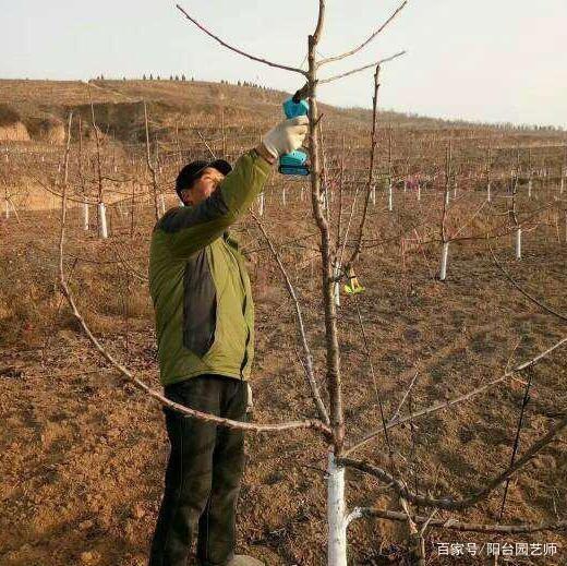 樱桃树的修剪时间难确定,是什么因素决定了修剪时间