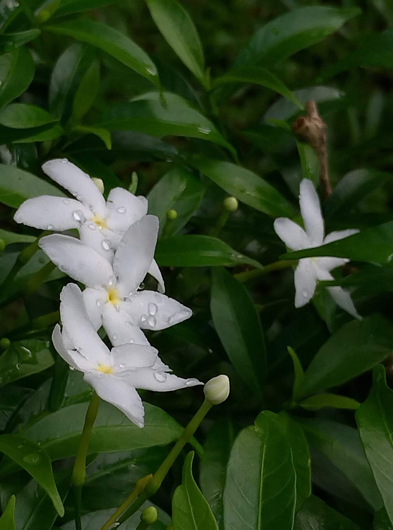 珍珠梅开的白花和花苞! 转载自百家号作者:遵纪守法sky668