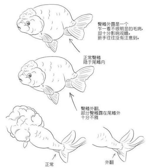 兰寿金鱼饲养技巧图片