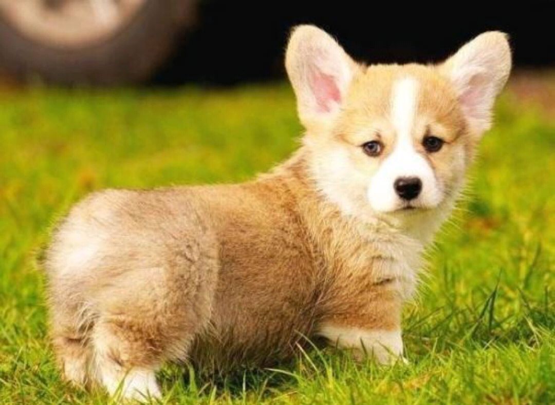 狗狗断尾,这不但超级残忍甚至影响狗狗一辈子社交!