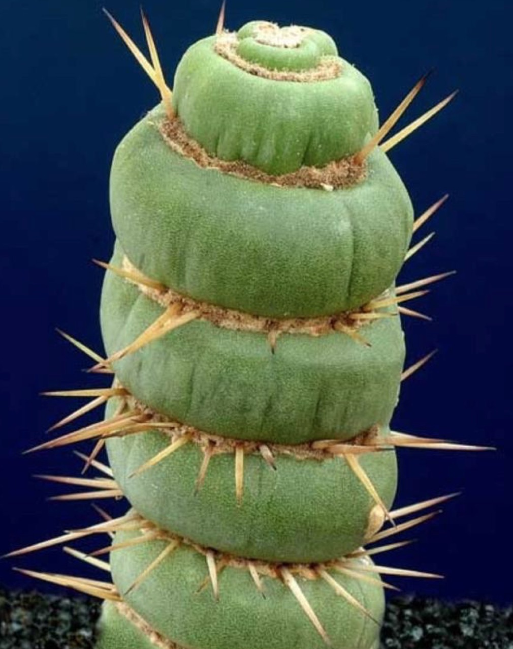 绿色的麻花还带刺,这种多肉植物最丑,像个直立的毛毛虫