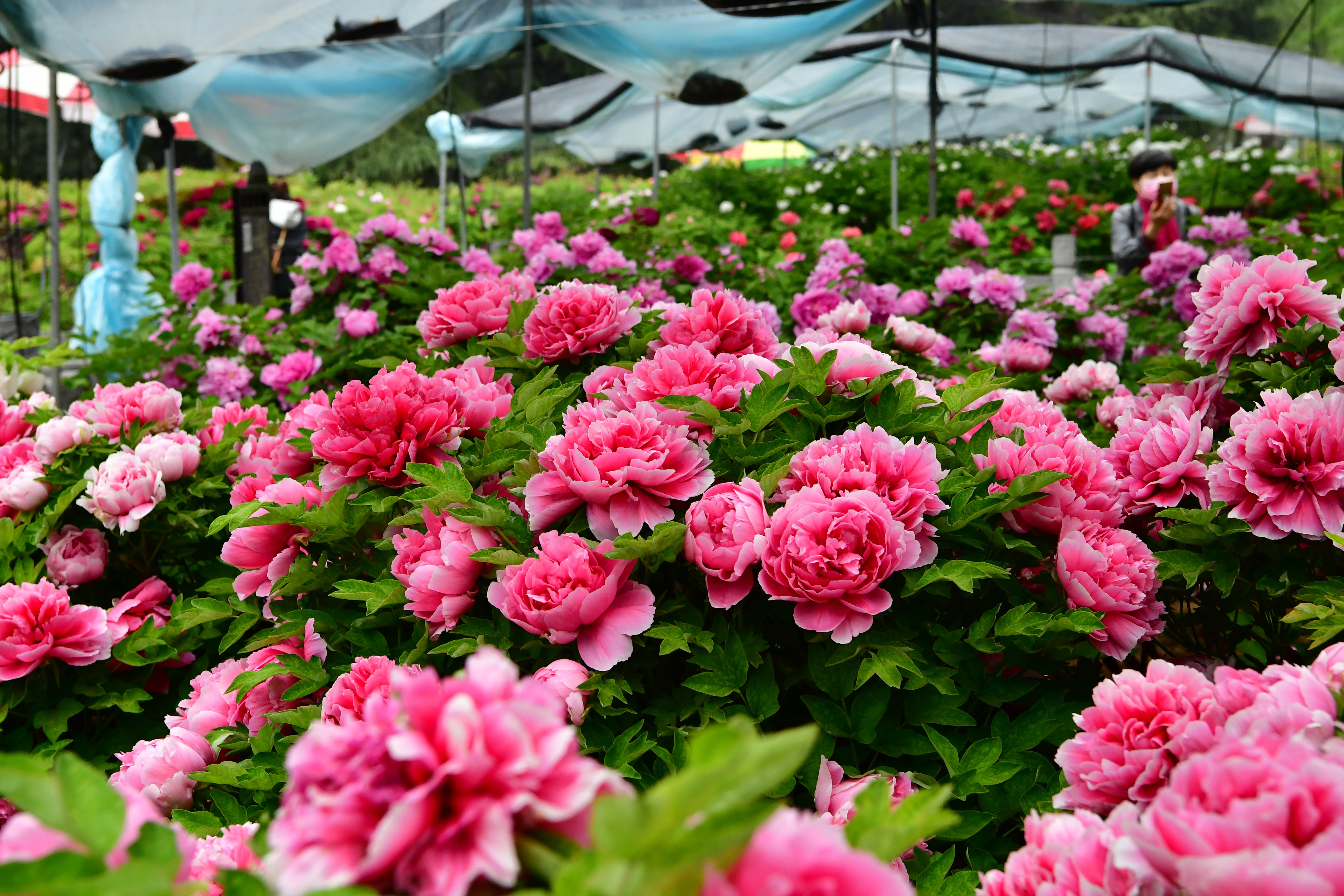 河南洛阳:牡丹花开