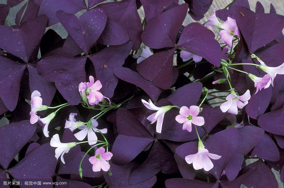 紫叶酢浆草是比较耐寒的,冬季的时候养护的温度需要不低于0℃.