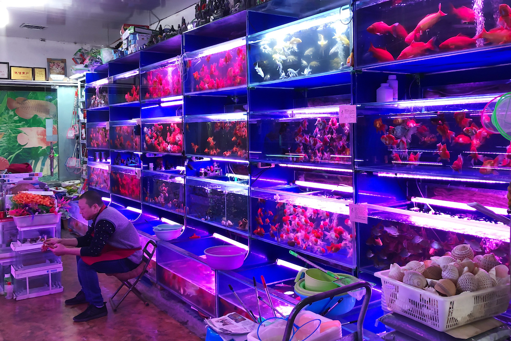 探访郑州水族市场品类繁多 乌龟一只上万块