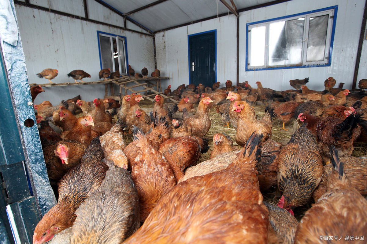 活鸡- 热门商品专区