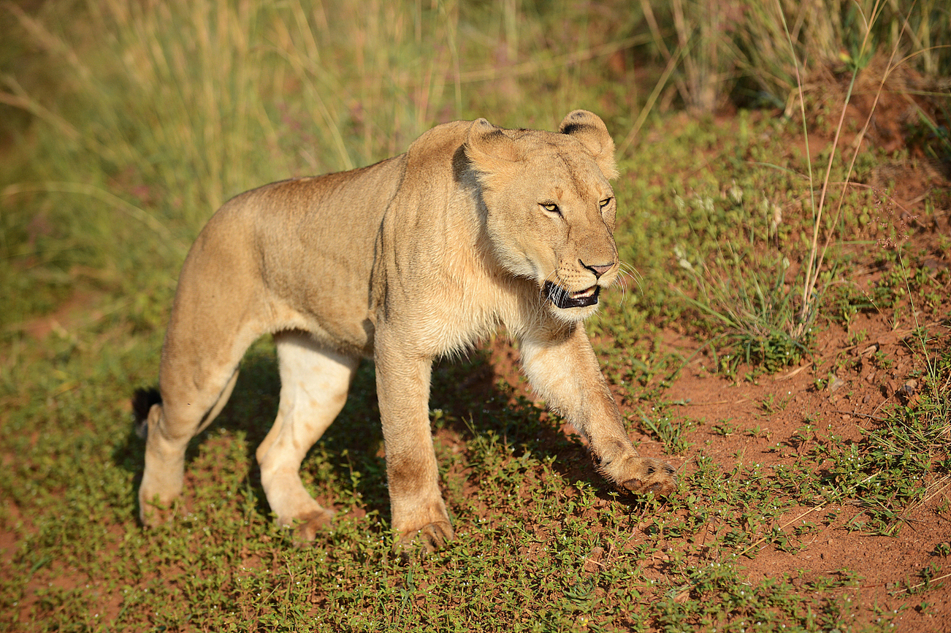 狮子,百兽之王.它们拥有强大的力量和威武的鬃毛,令人敬畏.