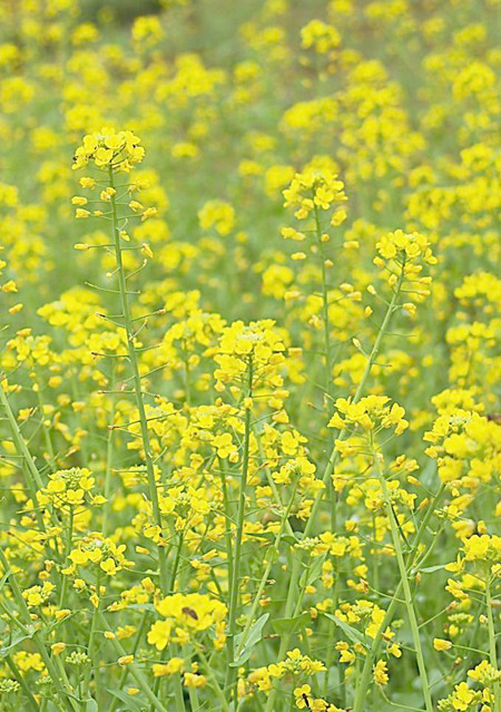 4月发文:油菜花是什么时候开花?