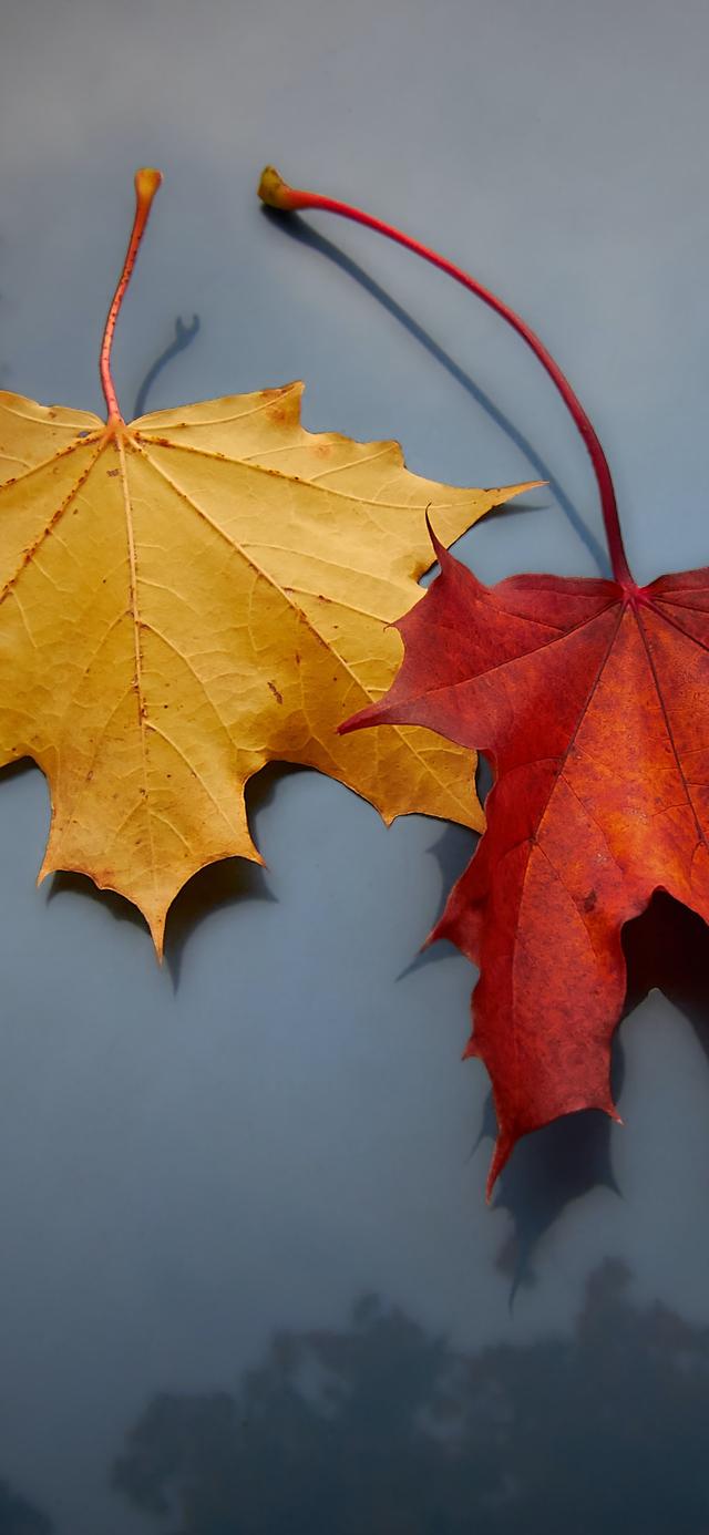 「木叶壁纸」343期:落叶壁纸,落红不是无情物,化作春泥更护花