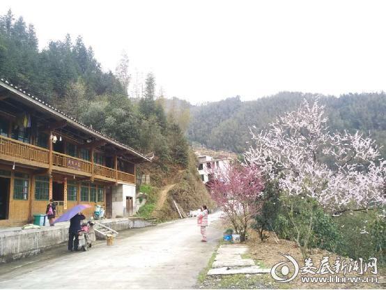 新化奉家镇百茶源里花团锦簇醉游人