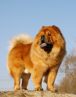 成年松狮犬体型有多大图片