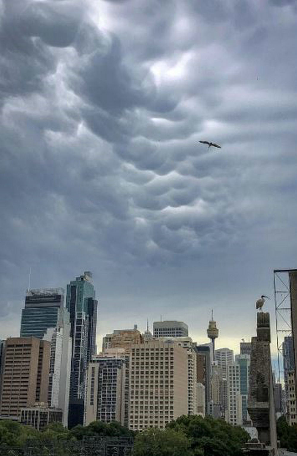 当冷空气下沉到云层下面时,云层就会形成这种独特的形状.