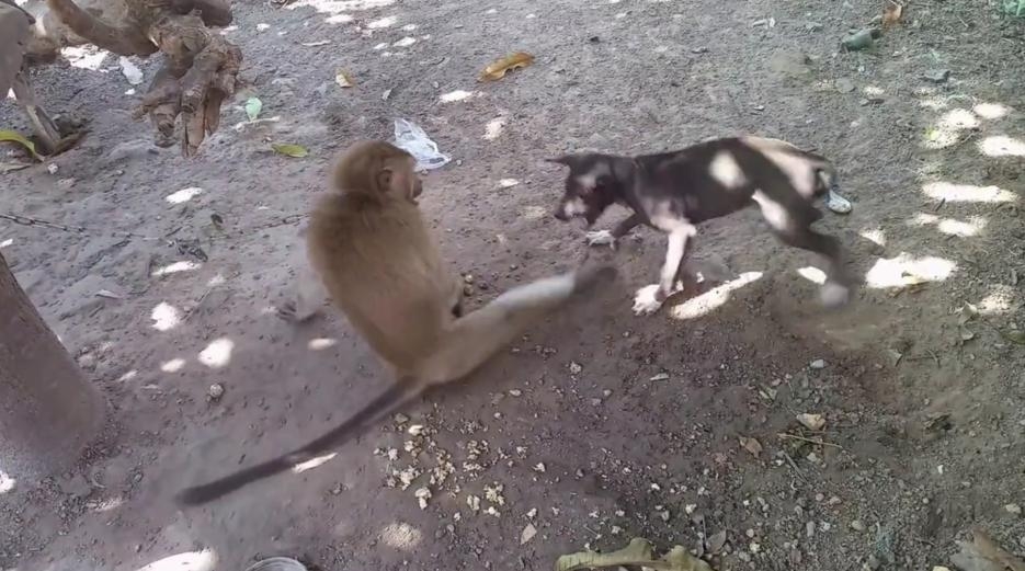 霸道猴子抢狗狗的饭吃,狗子受饿不说,还挨了一顿胖揍