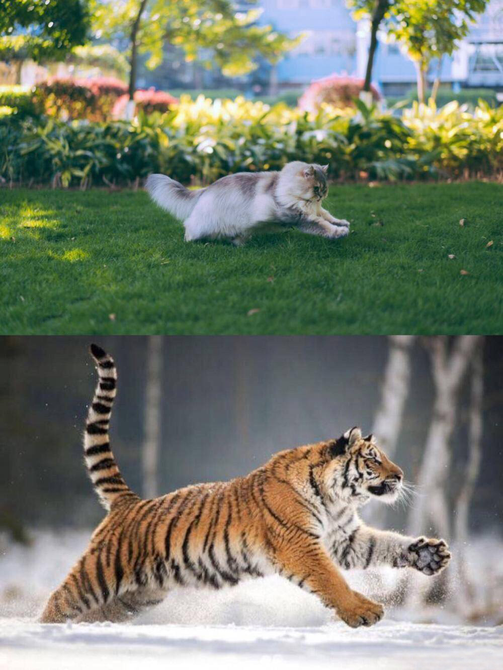 网友拿自家猫咪的萌照和老虎一对比!不得了啦,霸气全开笑喷了
