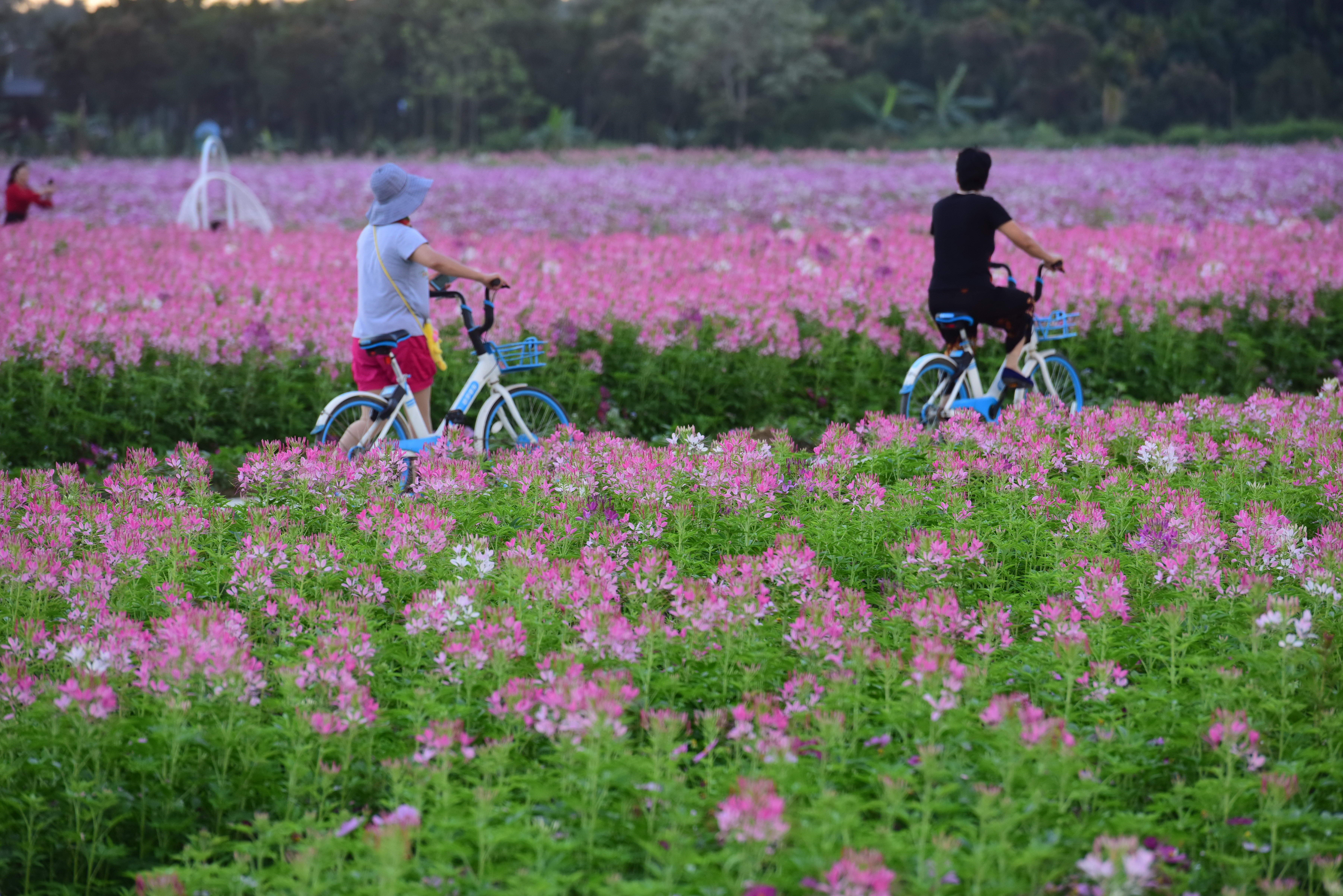 海南琼海:花海芬芳引游人(1)