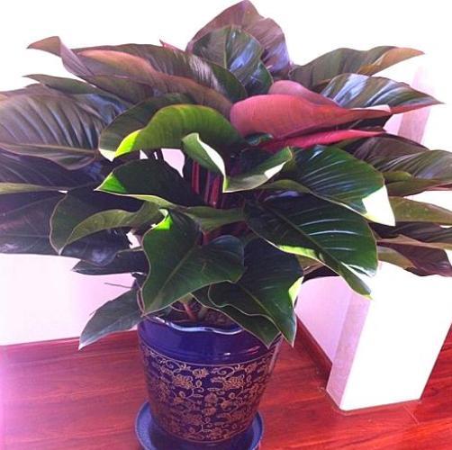 红钻养护"小技巧",关键几点做好了,叶片大又亮,一年长满盆