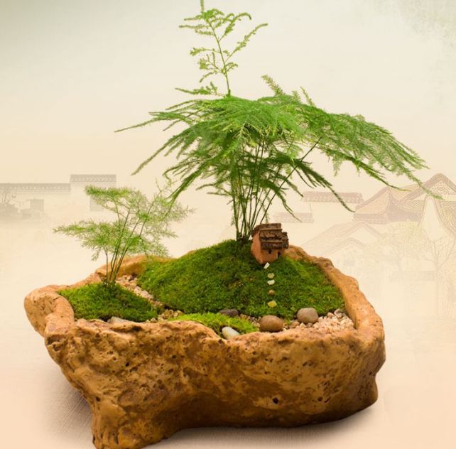 苔藓盆景(苔藓盆景制作视频)