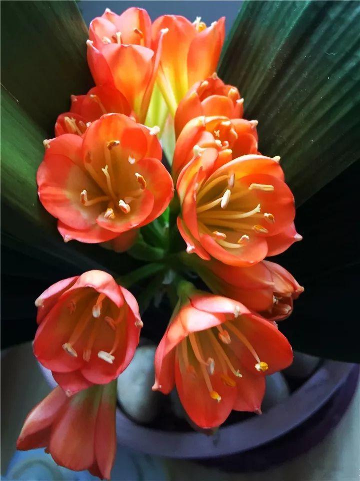 7种转运花,年底在家养一盆,开花就是好兆头!