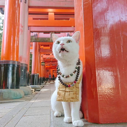 日本有座寺庙,住持,和尚居然都是猫!穿上袈裟还真像那么回事儿