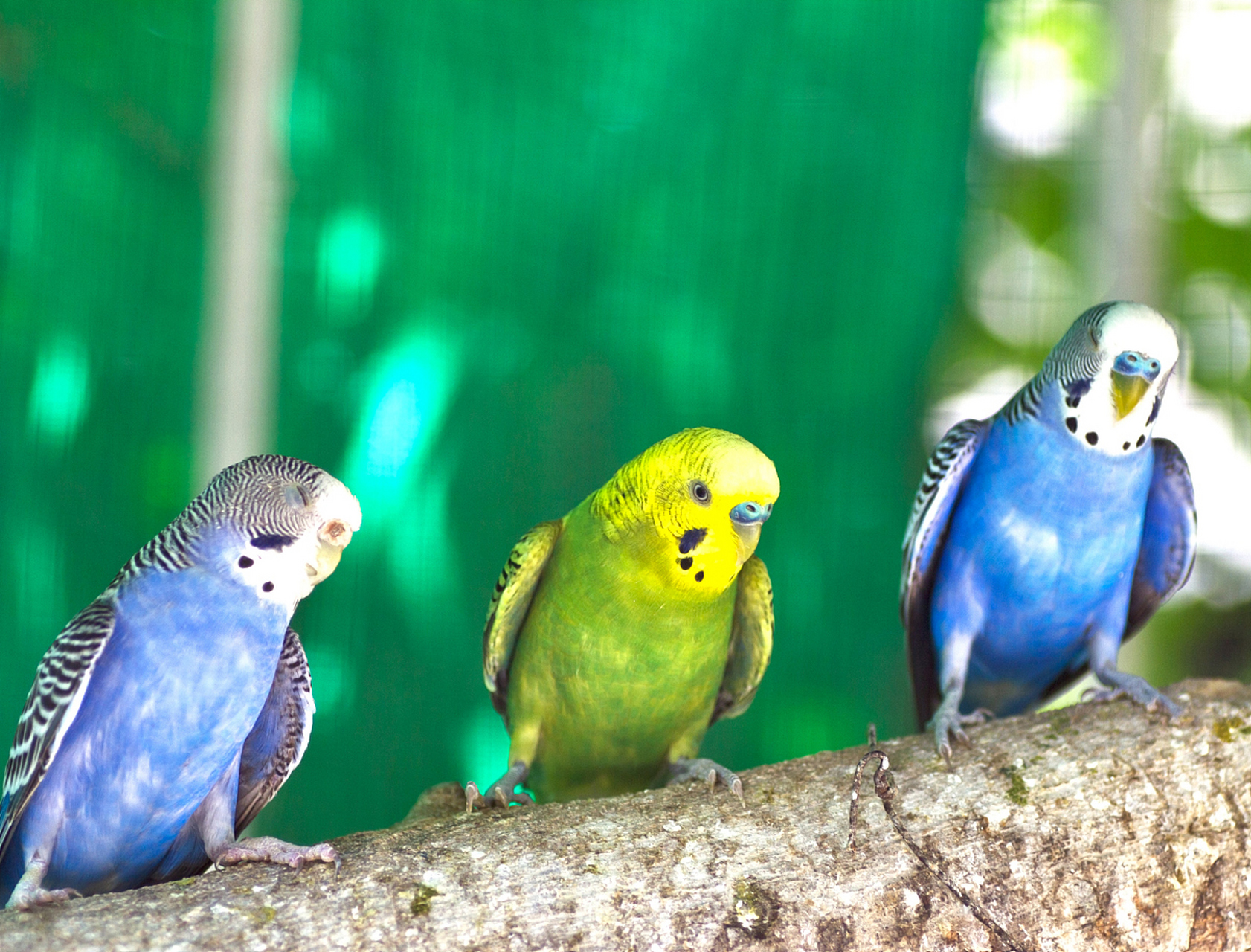 绿色牡丹鹦鹉,珍稀鹦鹉品种,拥有翠绿色羽毛和优雅姿态.