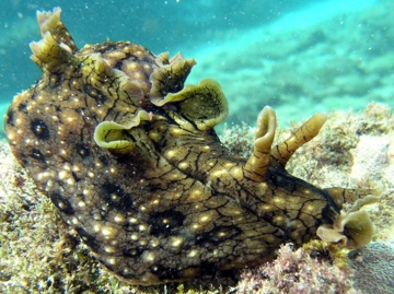 动物小百科:关于黑斑海兔你不得不知道的知识!