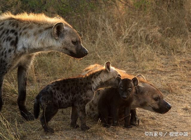 獅子和鬣狗有多大仇?兩頭雄獅在草原