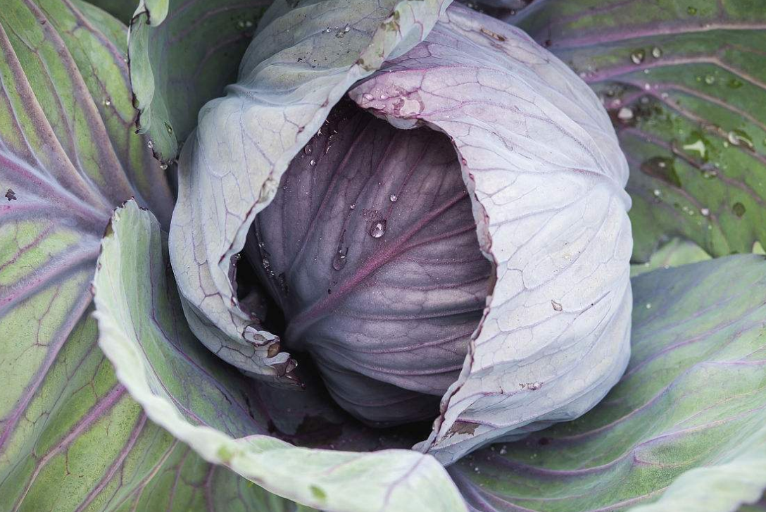 紫包菜 