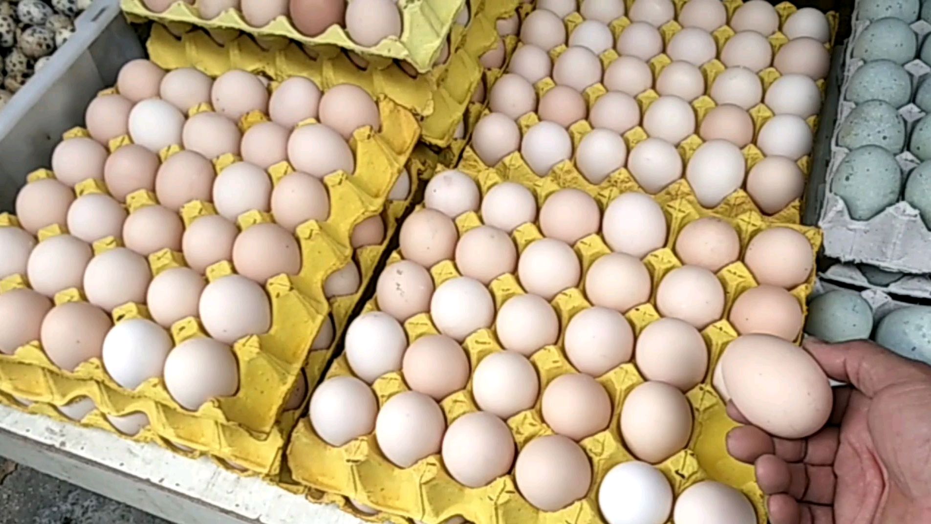 阿豪批发市场进货:360个大鸡蛋(一件)155元拿走。超级划算!