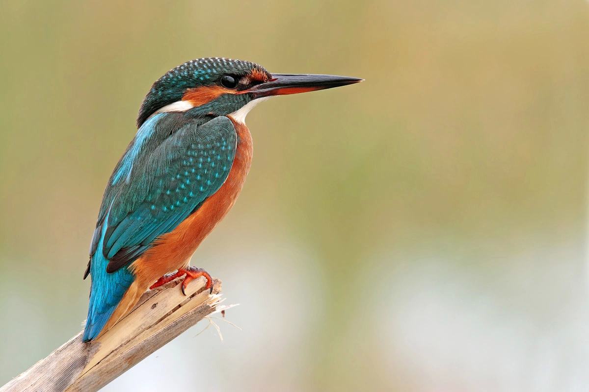 定陵打开后,我文物专家为复制孝端皇后凤冠,共闯过三道"难"关