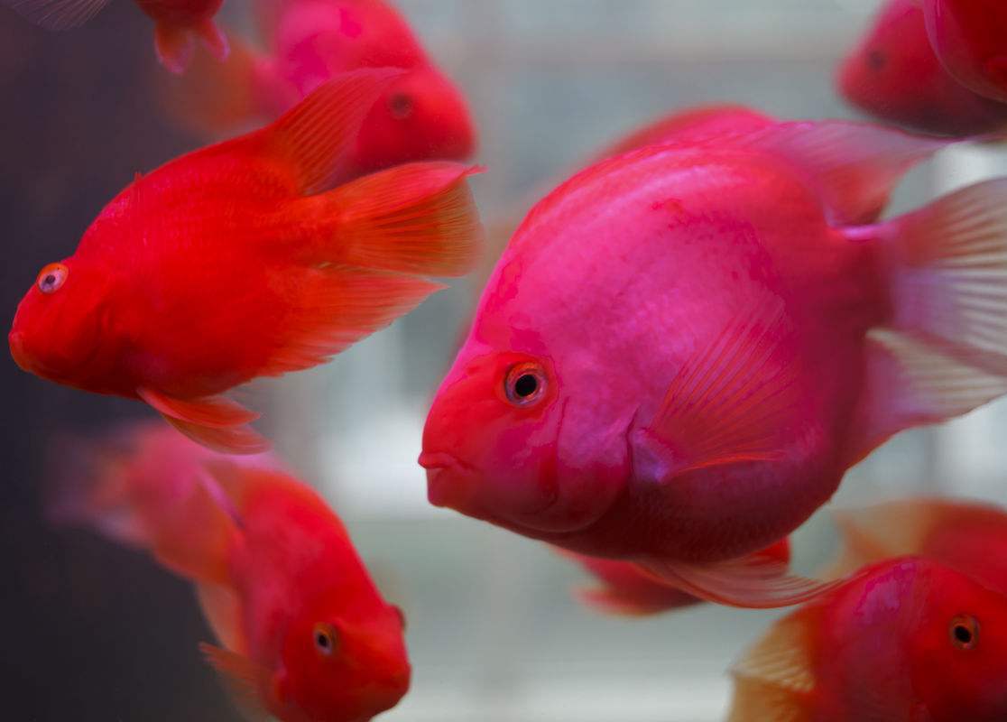 鹦鹉鱼体表出现黑斑,也许有些成因,会让你大感意外!