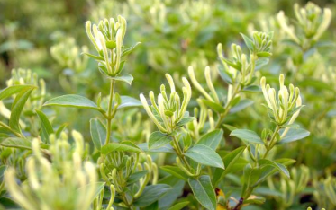 身上起鸡皮疙瘩不消k(无缘无故身上起鸡皮疙瘩)