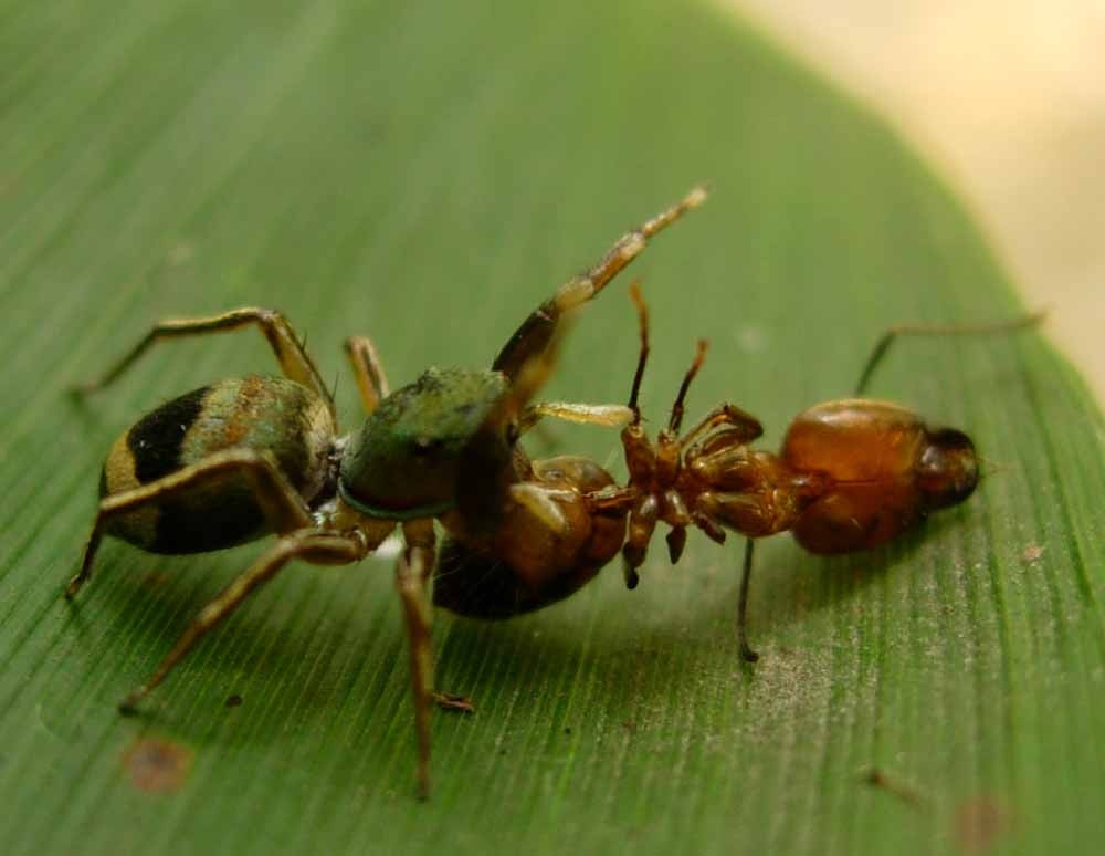 你真的了解大头蚁吗?给大家科普一下