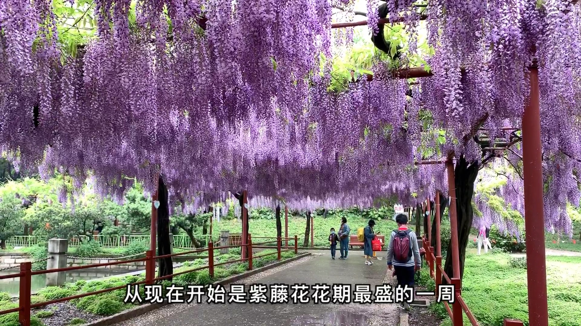 [图]心心念念的紫藤花园，美轮美奂的人间仙境—上海嘉定区的紫藤公园