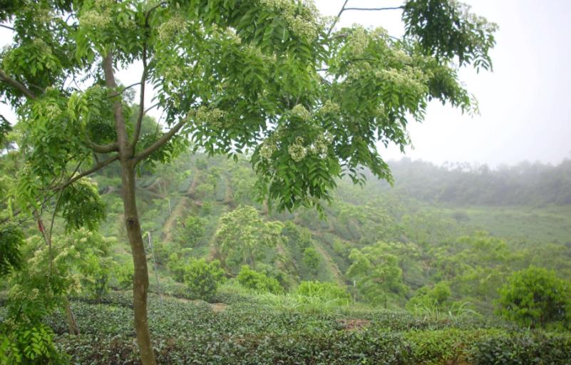 黄檀树除了做柴火,还有其他特殊用处吗?说出来你都不一定相信