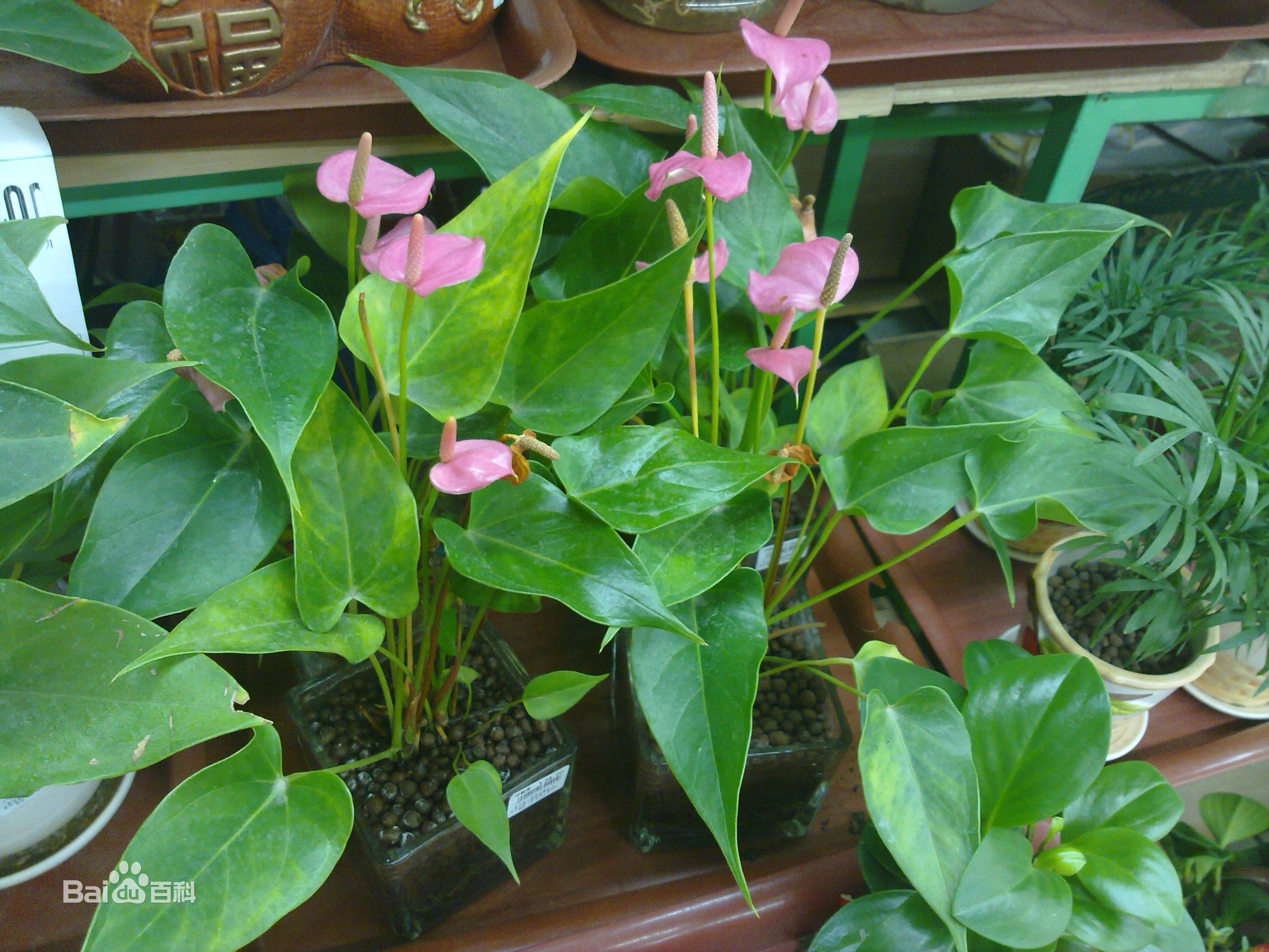 粉掌别称粉冠军,花烛,安祖花,花语代表一颗火热赤诚的心