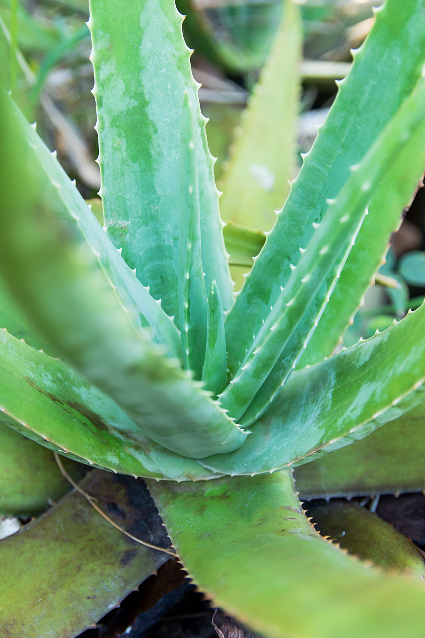 的植物朋友# #种植# #每天认识一种植物#  是很好看又有用的芦荟植物