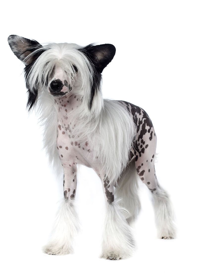 很非主流的中国冠毛犬