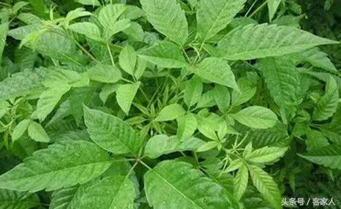 客家村落的布惊树