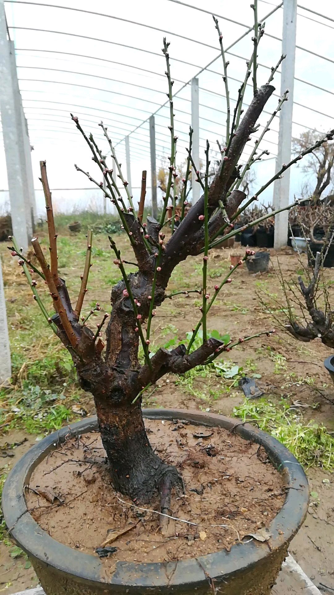 网上买的红梅只长叶子,没有花,正常吗?