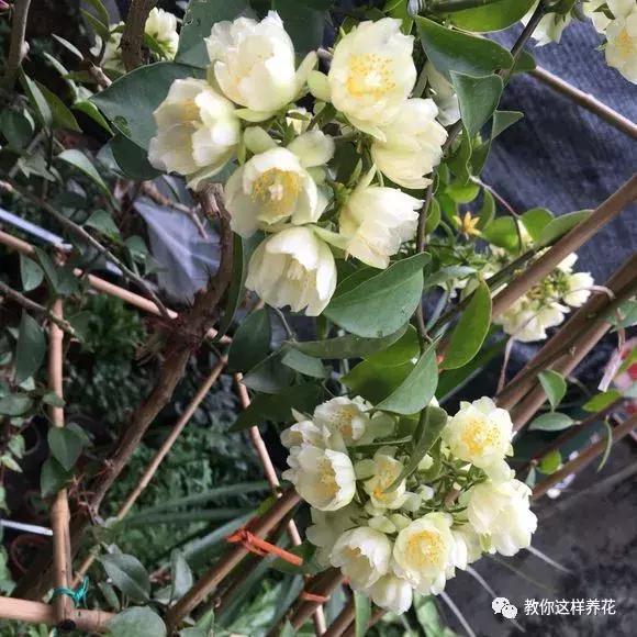 养一棵叶仙,可以嫁接几十种花,嫁接很简单,开花特仙气!