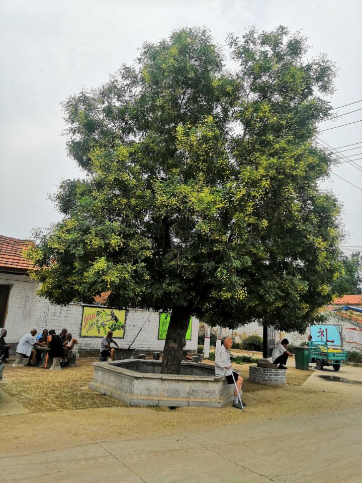 临清有棵千年槐树,它的花有五种颜色