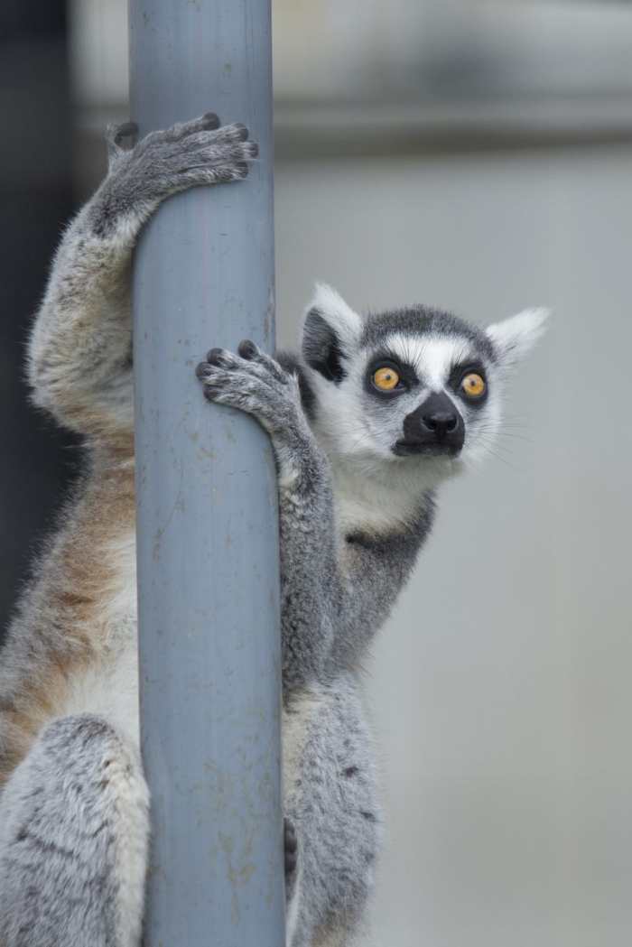 电影《马达加斯加》里的朱利安国王是什么动物?为什么这么搞笑?