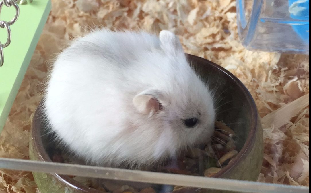 非常受欢迎的小型宠物~银狐仓鼠