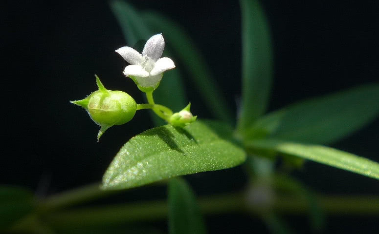 农村这种草叫"蛇针草"全身是宝外面一斤40元,你们老家有没有