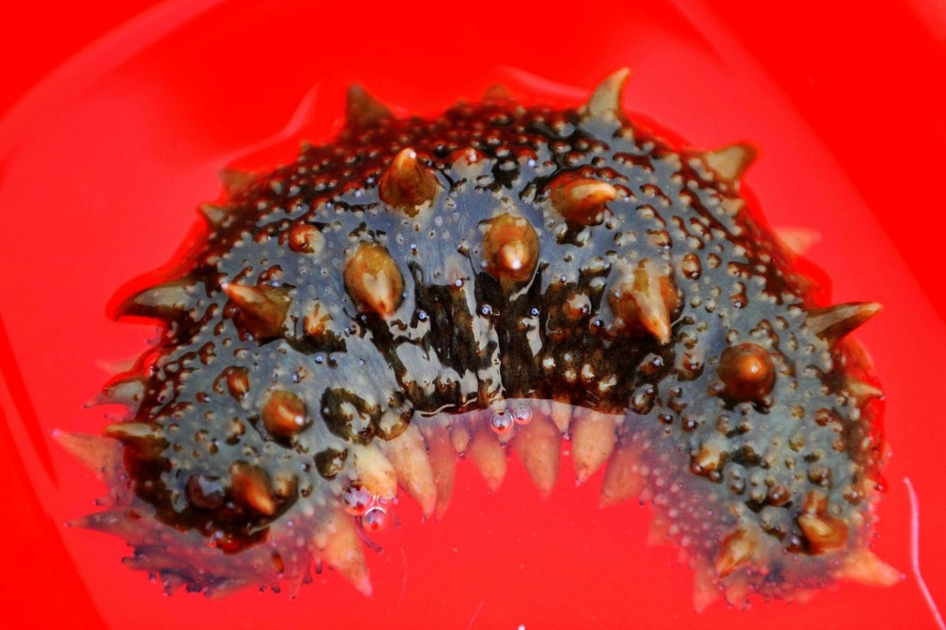 优质创作者专属激励活动# 海参怎么泡发?一篇文章让你成为泡发达人!